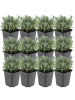 NatureNest 12er: Set Lavandula angustifolia Hidcote Pflanzen in Lila