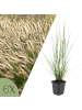 NatureNest 6 Pennisetum alopecuroides Hameln Pflanzen in Grün Topf 9 cm Höhe 15 cm
