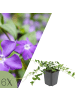 NatureNest 6er: Set Vinca minor Atropurpurea Pflanzen in Lila