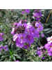 NatureNest 3 Erysimum Bowles Mauve Pflanzen in Lila