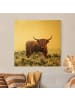 WALLART Leinwandbild Gold - Bison in den Highlands in Weiß