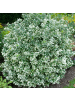 NatureNest 3 Bunte Spindelstrauchpflanzen  Euonymus 'Emerald 'n Gaity'  