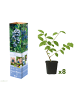 GARDENZO 8er-Set: Blaubeere in Blau