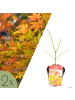 NatureNest 2er: Set Acer shirasawanum Moonrise Ahornpflanze in Gelb Topf 15 cm Höhe 30 cm