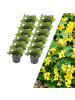 NatureNest 12 Goldbeere pflanzen  Waldsteinia ternata  