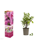 GARDENZO 3er-Set: Azalee in Lila