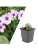 NatureNest 3er: Set Geranium cinereum Ballerina Pflanzen in Rosa