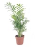 MeinVIPShop 3 x Bergpalme 40cm Zimmerpflanze