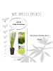 NatureNest 3 Federgras pflanzen  Stipa tenuissima 'Ponytails' 