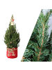 NatureNest Weihnachtsbaum mit Beleuchtung Starlight in Xmas Bag rot