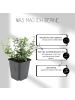 NatureNest 6 Bunte Kardinalspitze pflanzen  Euonymus 'Emerald 'n Gaity' 