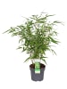 MeinVIPShop Drachenkopf Bambus 50cm XXL Fargesia rufa 