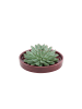 NatureNest Echeveria Pulidonis kompakte Sukkulente in roter Schale