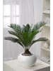 GARDENZO Japanische Cycas-Palme