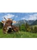 Gmeiner-Verlag Puzzle-Postkarte Allgäu, Motiv: Kuh auf Wiese