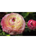 OH2 Patio City Garden Rosa Mix