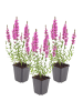 NatureNest 3er: Set Lythrum salicaria Pflanzen in Lila