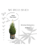 NatureNest Weihnachtsbaum in Xmas Bag blau 