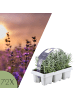 NatureNest Blauer Lavendel Set 72 Pflanzen Lavandula angustifolia