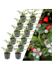 NatureNest 12 Zwergmispelpflanzen  Cotoneaster dammeri  
