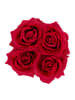 relaxdays Rosenbox 4 rote Rosen in Weiß