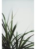 OH2 2er-Set: Dracaena Marginata in Grün