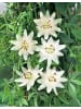 GARDENZO Passionsblume weiß 110-120cm 2L Topf