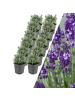 NatureNest 12 Lavendelpflanzen  Lavandula angustifolia 'Hidcote'  