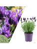 NatureNest 3er: Set Lavandula stoechas Anouk Lavendelpflanzen in Lila