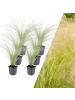 NatureNest 6 Federgraspflanzen  Stipa tenuissima 'Ponytails' 