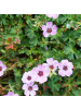 NatureNest 3er-Set: Geranium cinereum Ballerina Staude in Rosa