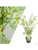 NatureNest Acer palmatum Butterfly Ahornpflanze in Bunt