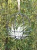 MeinVIPShop Hanging Ball mit Tillandsie Oxana