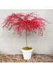 NatureNest Acer palmatum Emerald Lace Ahornpflanze in Grün Topf 19 cm Höhe 50 cm