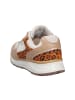 Joya Schnürschuh TINA III BEIGE/WHITE in beige