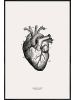 Juniqe Poster in Kunststoffrahmen "Human Heart" in Cremeweiß & Grau