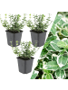 NatureNest 3 Bunte Spindelstrauchpflanzen  Euonymus 'Emerald 'n Gaity'  