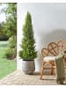 Beliani Kunstpflanze CEDAR TREE in Grün/Schwarz/Braun - (W) 50 x (H) 153 x (L) 50 cm