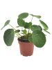 MeinVIPShop Geldbaum Pilea peperomioides Zimmerpflanze 20cm