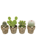 MeinVIPShop 4 x Kakteen mit Übertöpfen 