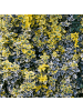 NatureNest 6er: Set Euonymus Emerald n Gold Pflanzen in Gelb