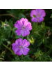 NatureNest 3er-Set: Geranium sanguineum Staude winterhart in Rosa