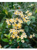 GARDENZO Sternjasmin gelb 110-120cm 2L Topf