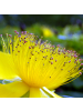 NatureNest Johanniskraut Set 12 Hypericum calycinum winterhart