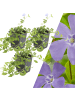 NatureNest 3 Blaue Immergrün pflanzen  Vinca minor 