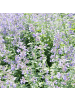 NatureNest Katzenminze Walkers Low Set 12 Nepeta winterhart
