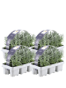 NatureNest Blauer Lavendel Set 24 Pflanzen Lavandula angustifolia