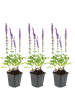 NatureNest 3er: Set Salvia nemorosa Ostfriesland Pflanzen in Lila
