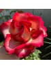 GARDENZO 3er-Set: Großblütige Rosen in Rot-Weiß