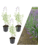 NatureNest 3 Katzenminze Pflanzen  Nepeta 'Walker's Low' 